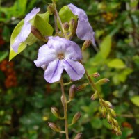 Duranta erecta L.